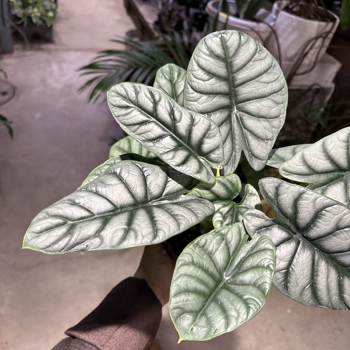 アロカシア　シルバードラゴン①　3号　11月21日撮影現品　鉢底から約28cm 豊中市より出品　同梱発送歓迎_画像6