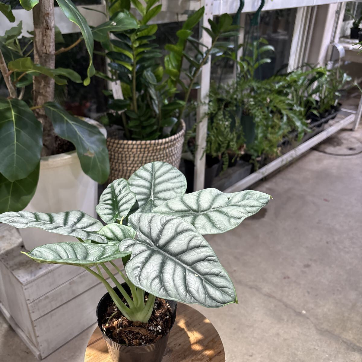 アロカシア　シルバードラゴン①　3号　11月21日撮影現品　鉢底から約28cm 豊中市より出品　同梱発送歓迎_画像10