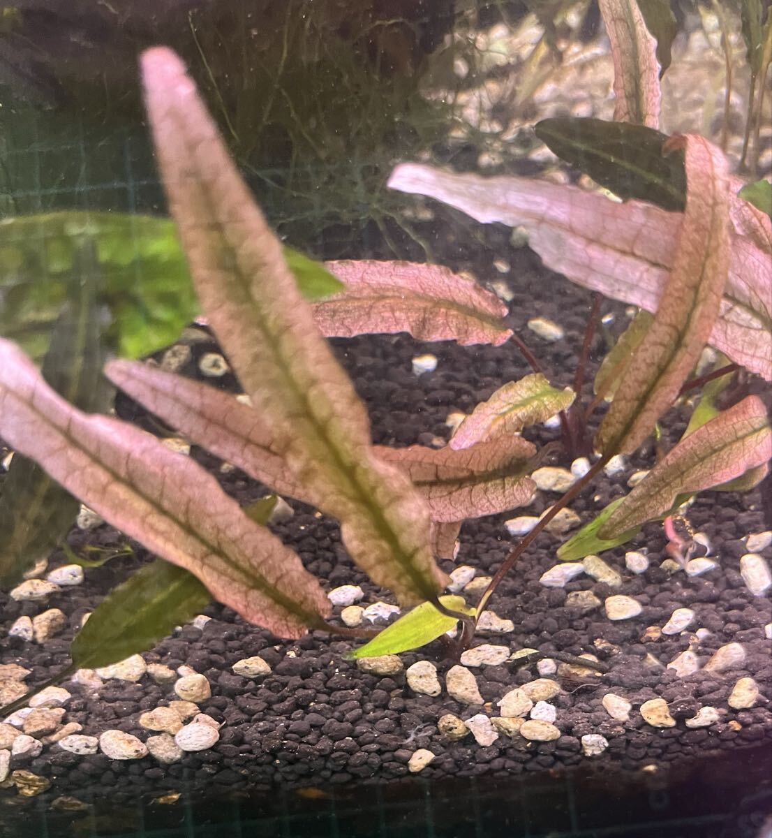 ★Cryptocoryne SP フラミンゴ! クリプトコリネSPフラミンゴ！2株！　水草水槽に！_画像1