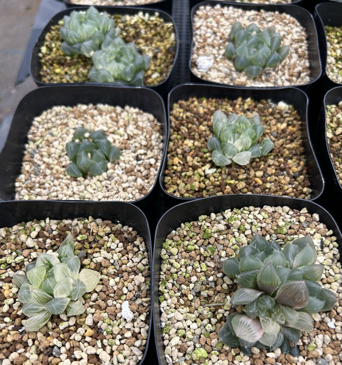  - oru Cheer белый линия линзы .15 горшок 