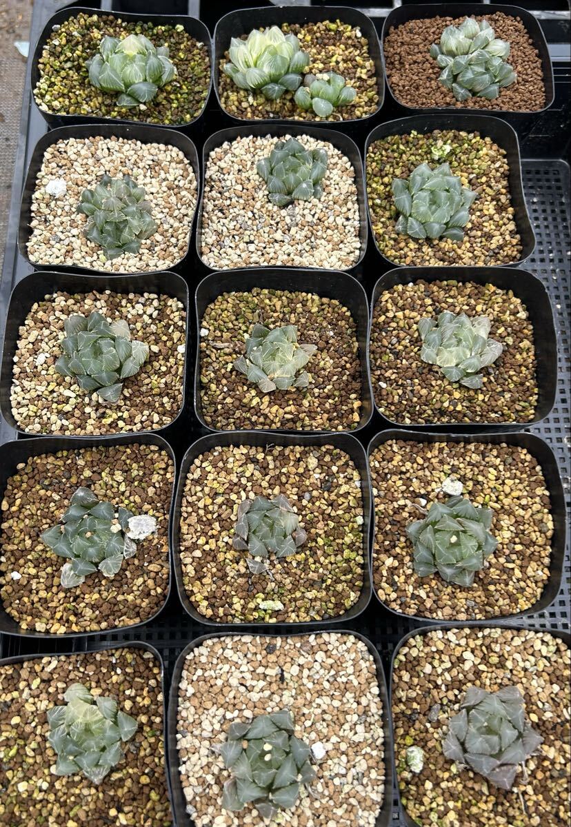  - oru Cheer белый линия линзы .15 горшок 