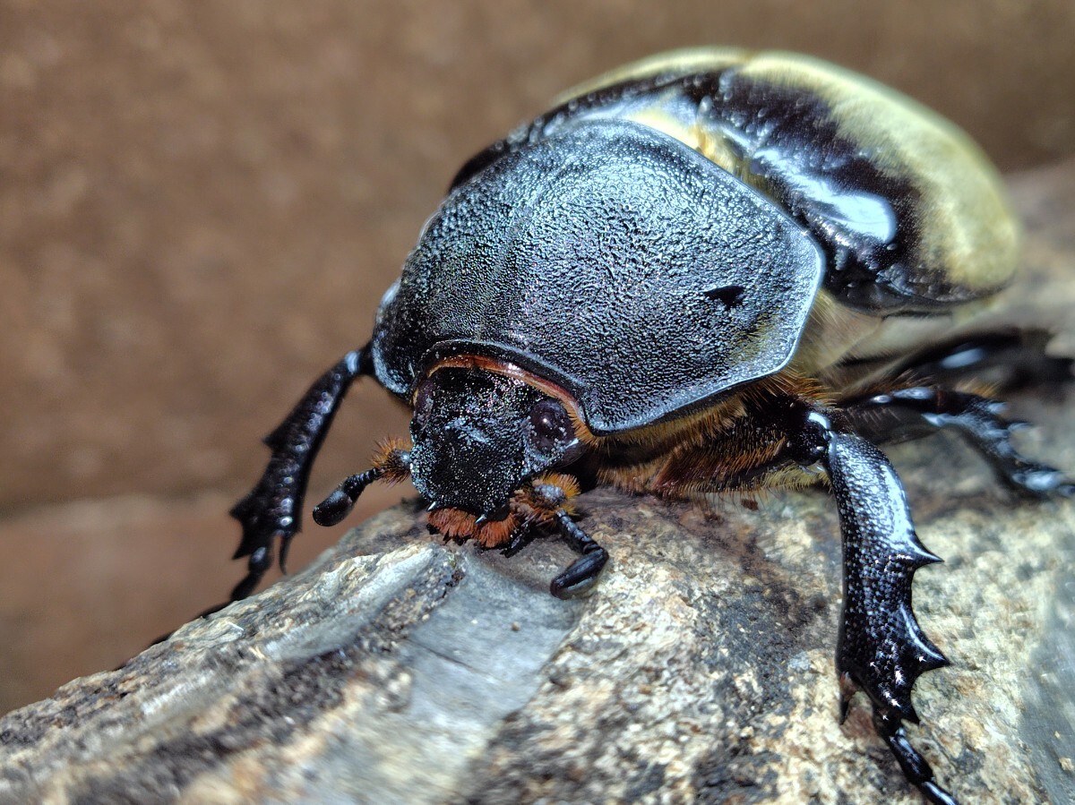 e зеркальный .s слон Kabuto взрослая пара *119mm *77mm