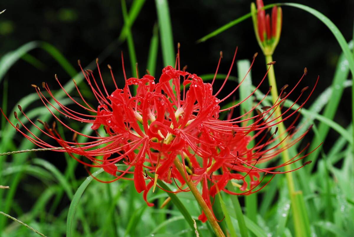 Nikon Ai Micro NIKKOR 55mm f2.8_画像8