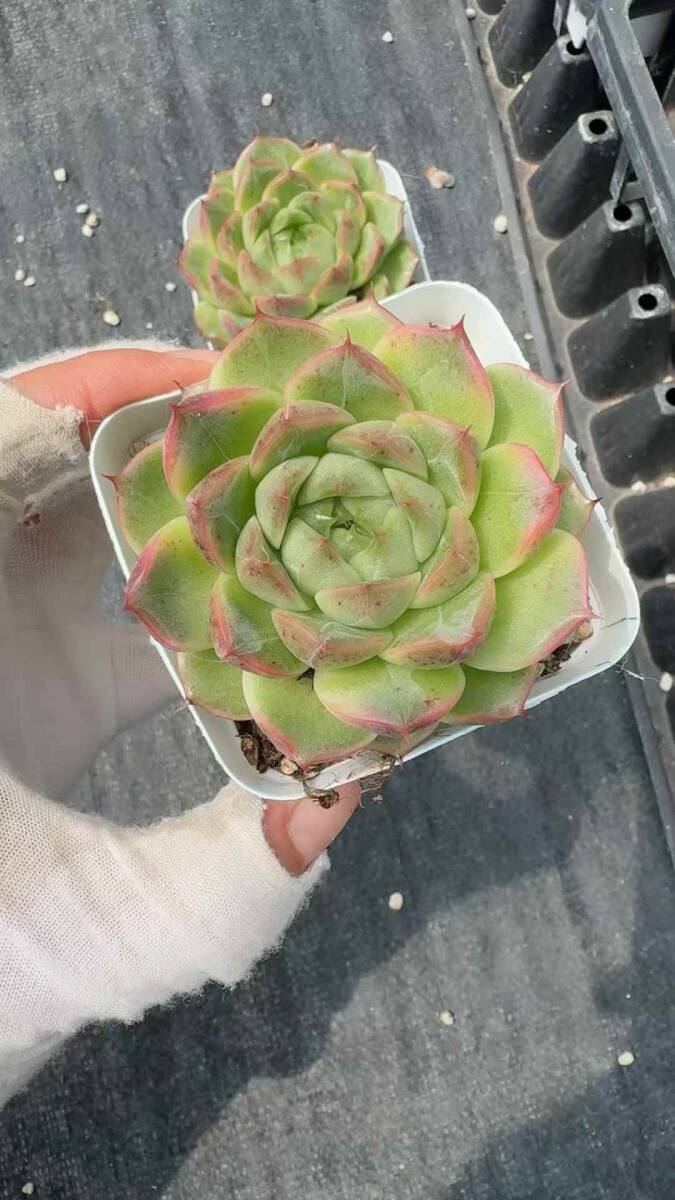 XQ182×54 АО da после makini type суккулентное растение aeoniumekebe задний Корея рассада ....