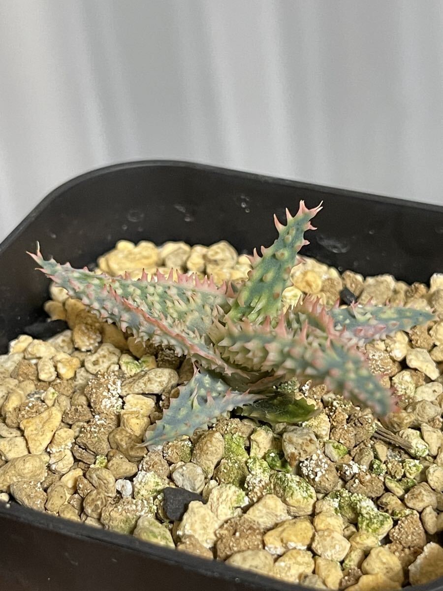  алоэ ka стойка roniae hybrid × temp la реальный сырой EMP оригинал / совместно ..OK / EMP. поиск 