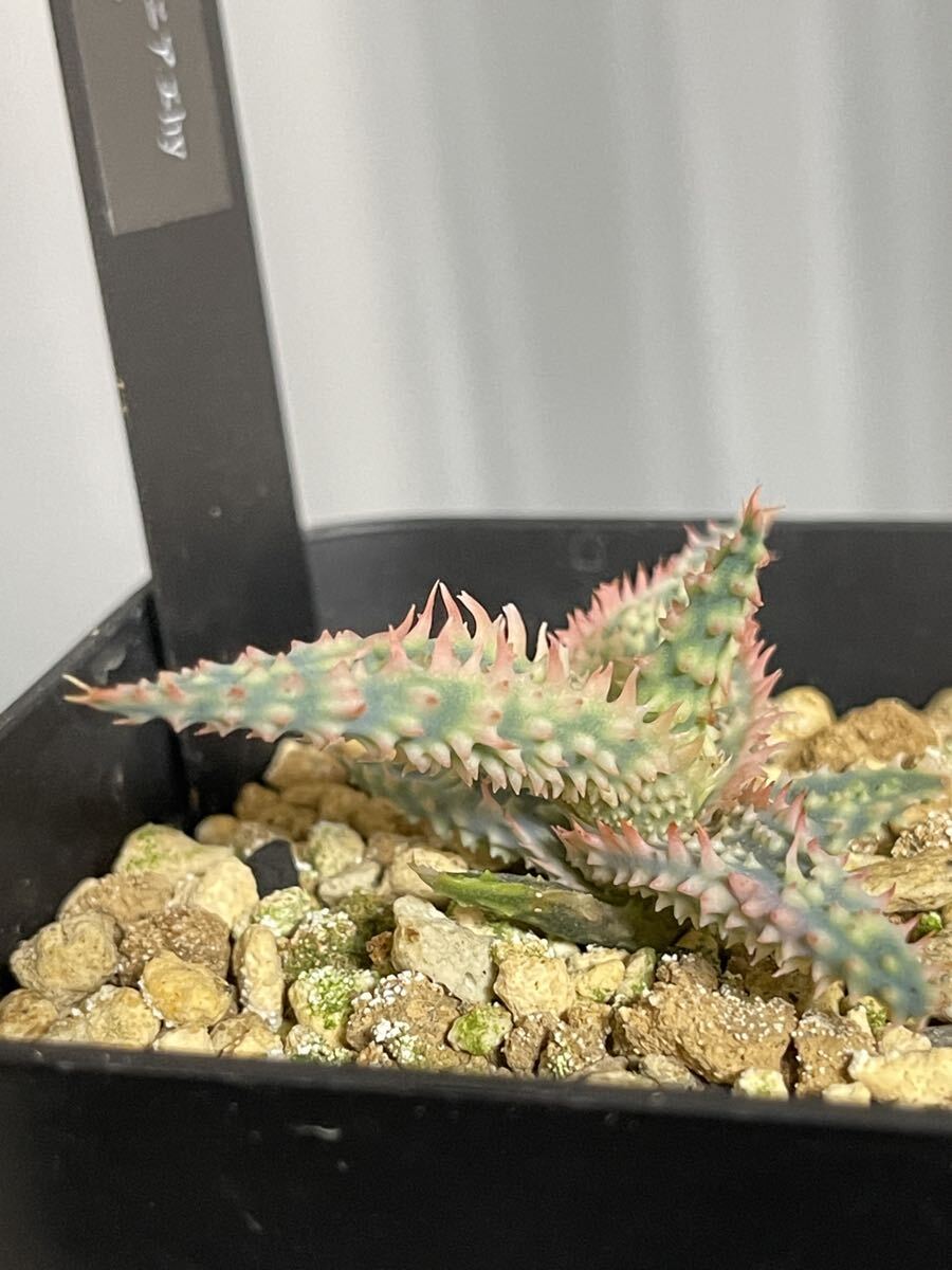  алоэ ka стойка roniae hybrid × temp la реальный сырой EMP оригинал / совместно ..OK / EMP. поиск 