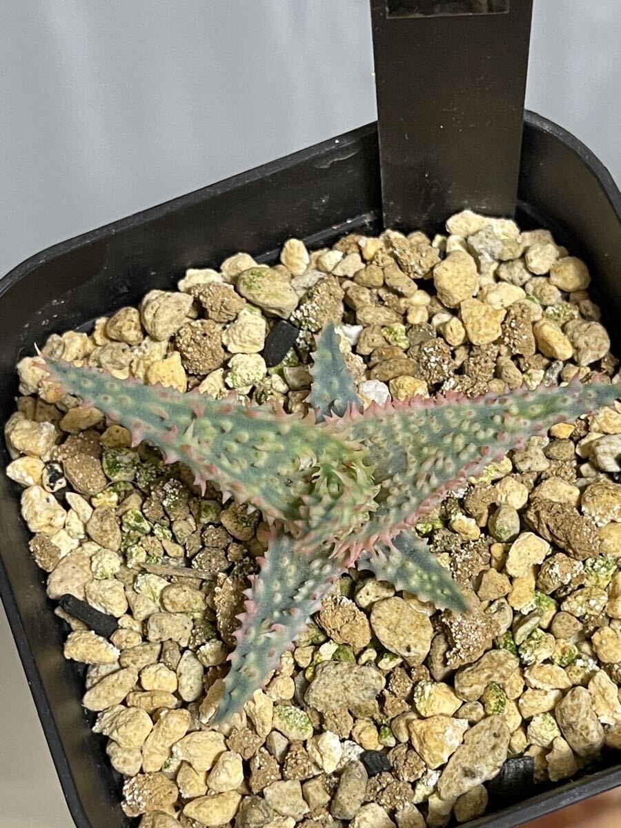  алоэ ka стойка roniae hybrid × temp la реальный сырой EMP оригинал / совместно ..OK / EMP. поиск 