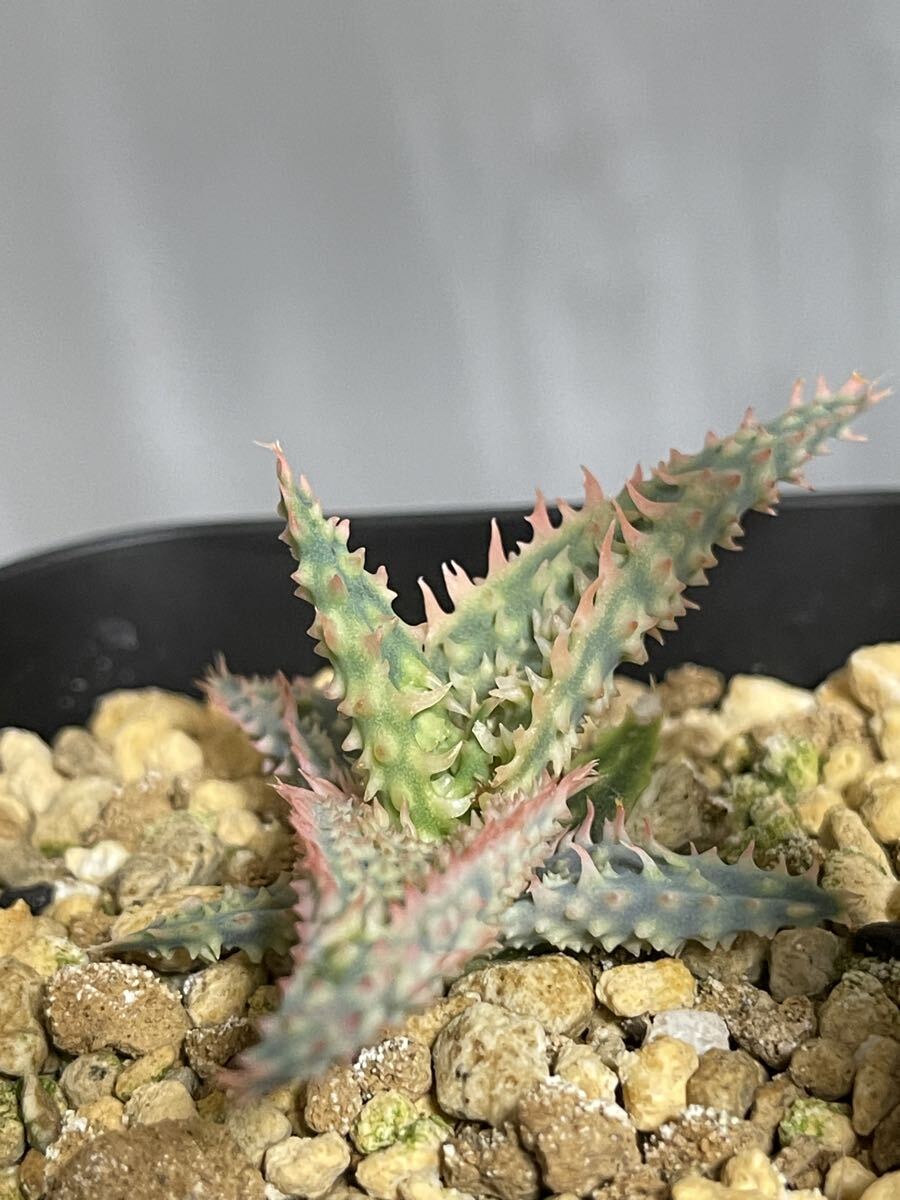  алоэ ka стойка roniae hybrid × temp la реальный сырой EMP оригинал / совместно ..OK / EMP. поиск 