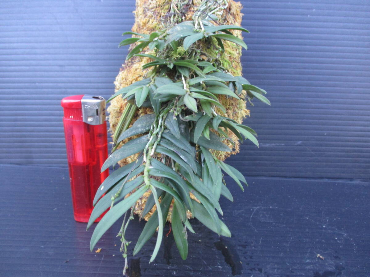  луговые и горные травы kaya Ran. горшок установка 