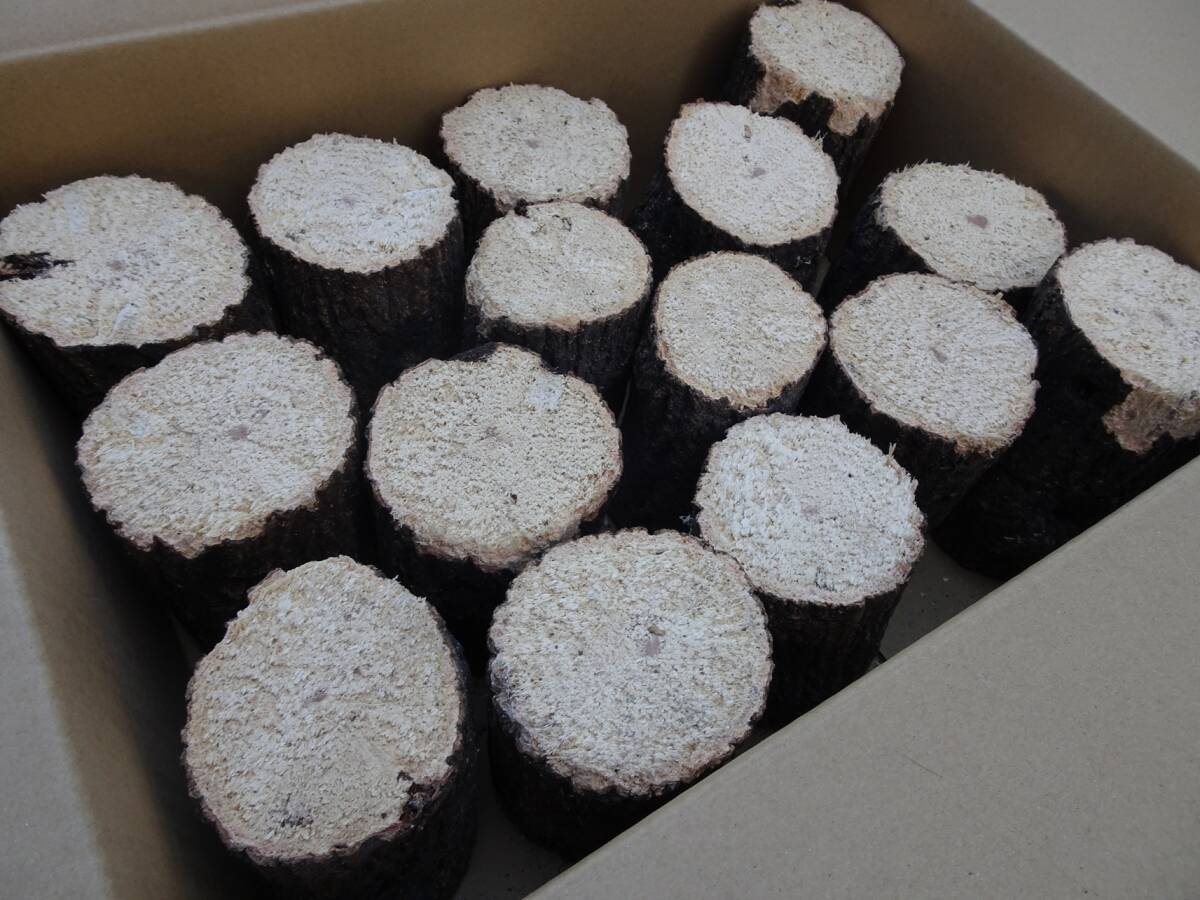 ## рогач производство яйцо для [..GS материал ]S~A разряд лот ##G-STYLE