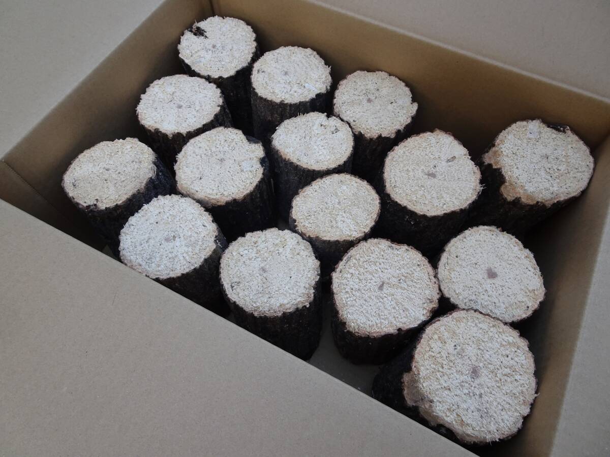 ## рогач производство яйцо для [..GS материал ]S~A разряд лот ##G-STYLE