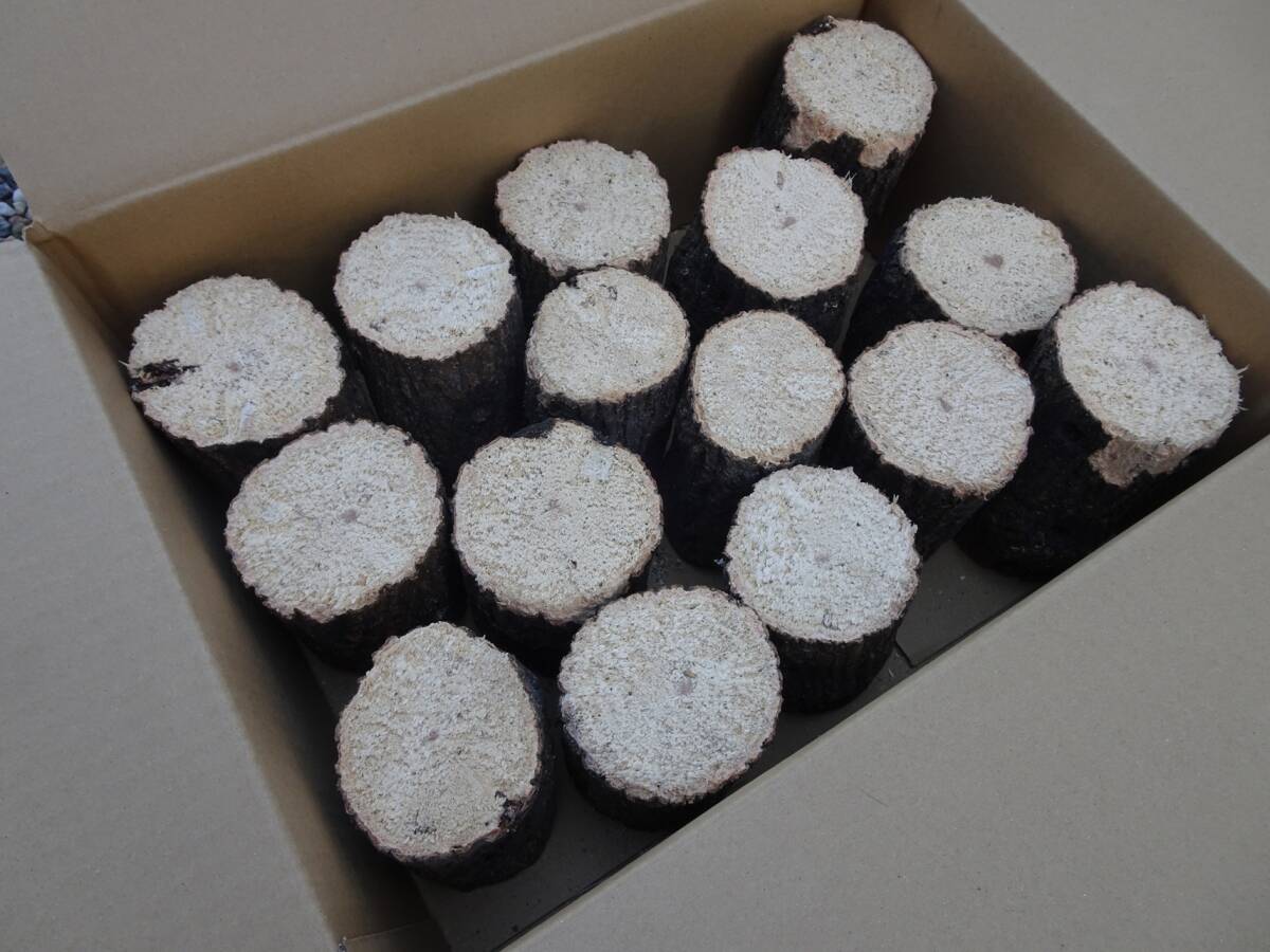 ## рогач производство яйцо для [..GS материал ]S~A разряд лот ##G-STYLE