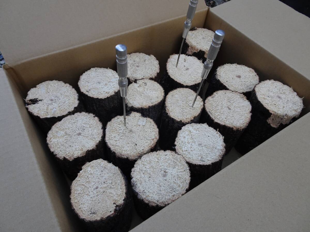 ## рогач производство яйцо для [..GS материал ]S~A разряд лот ##G-STYLE