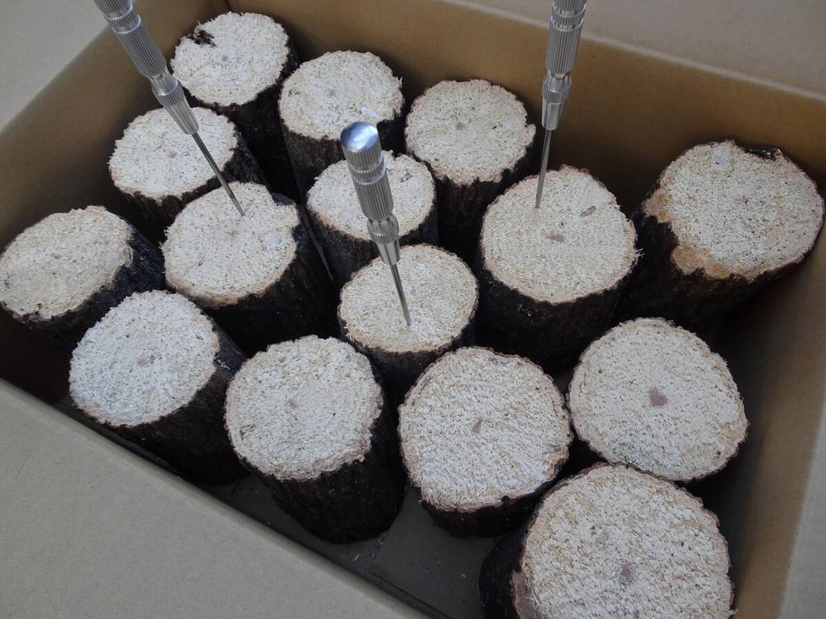 ## рогач производство яйцо для [..GS материал ]S~A разряд лот ##G-STYLE