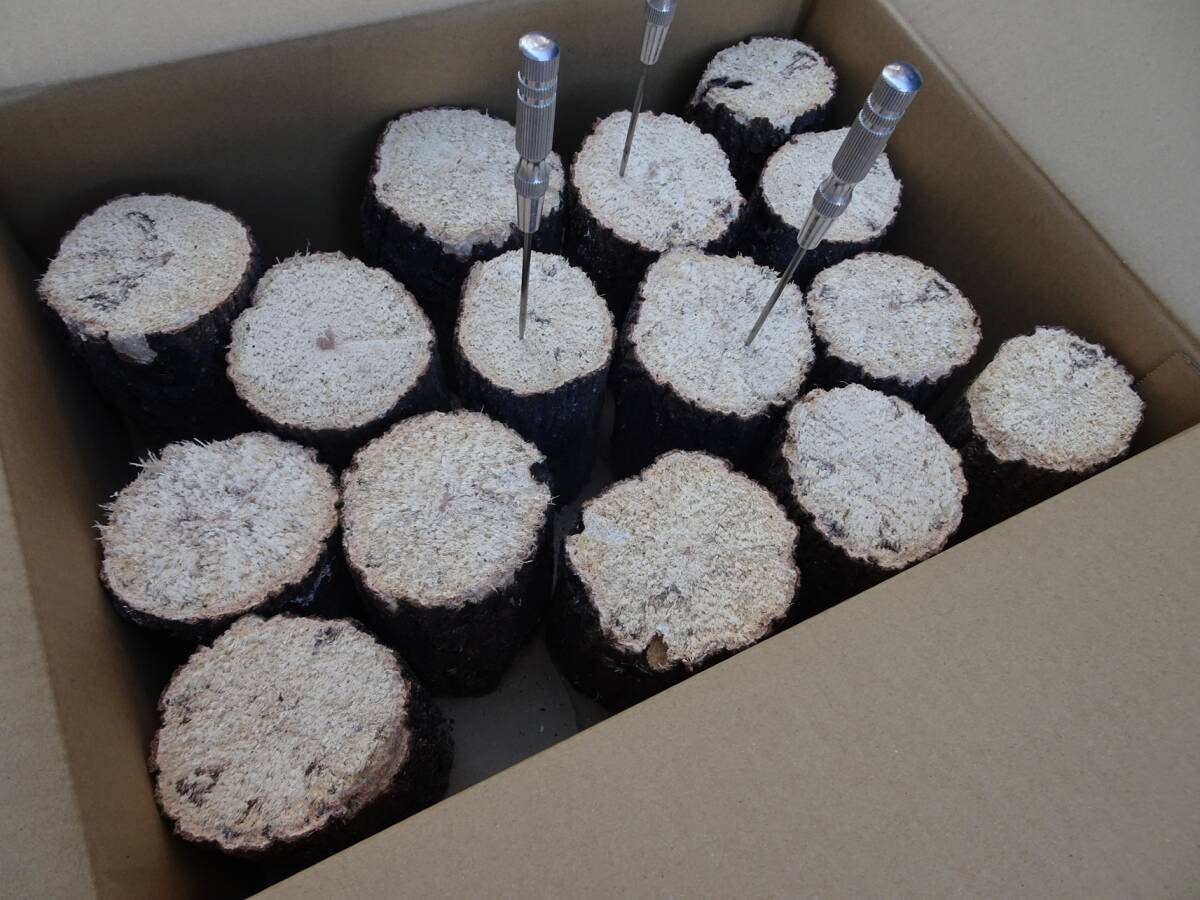 ## рогач производство яйцо для [..GS материал ]A~A* разряд лот ##G-STYLE