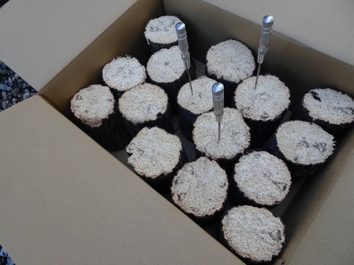 ## рогач производство яйцо для [..GS материал ]A~A* разряд лот ##G-STYLE