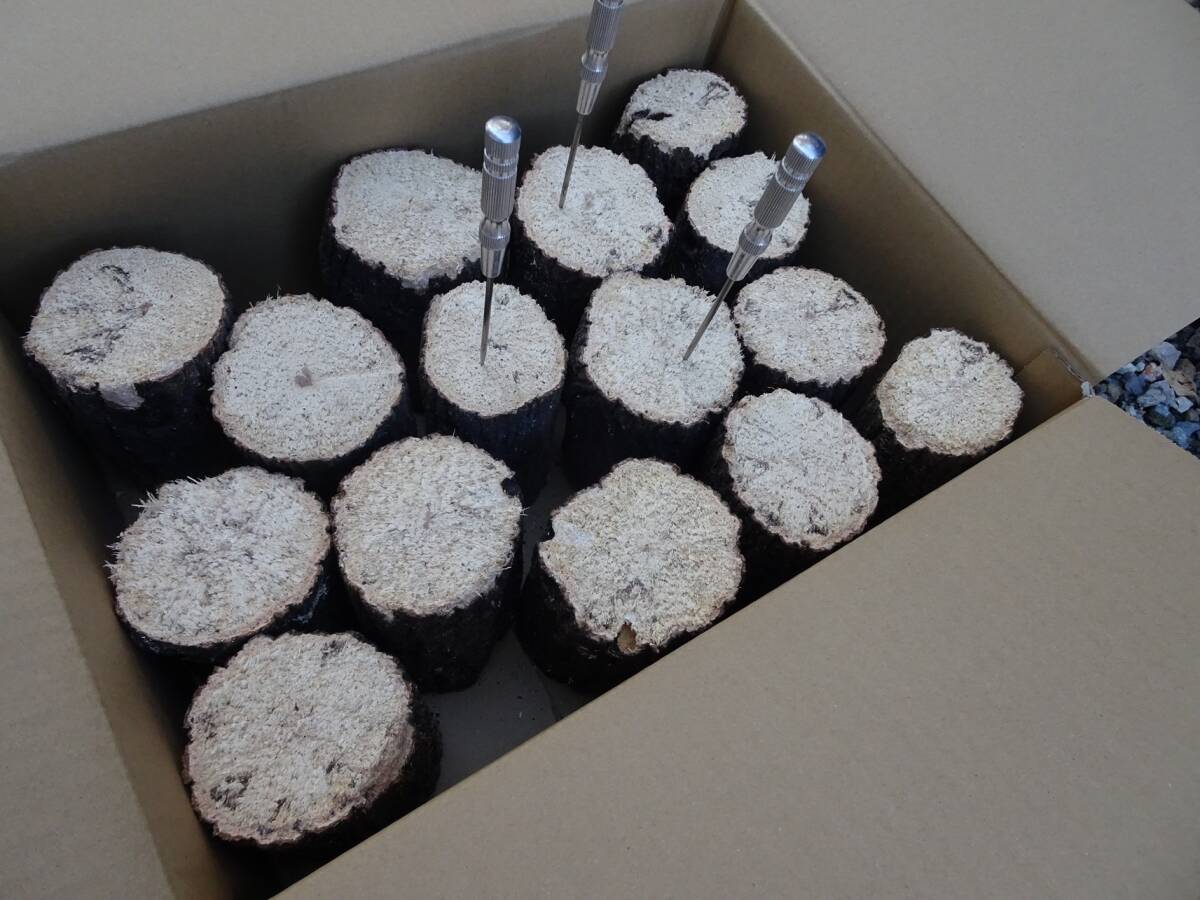 ## рогач производство яйцо для [..GS материал ]A~A* разряд лот ##G-STYLE