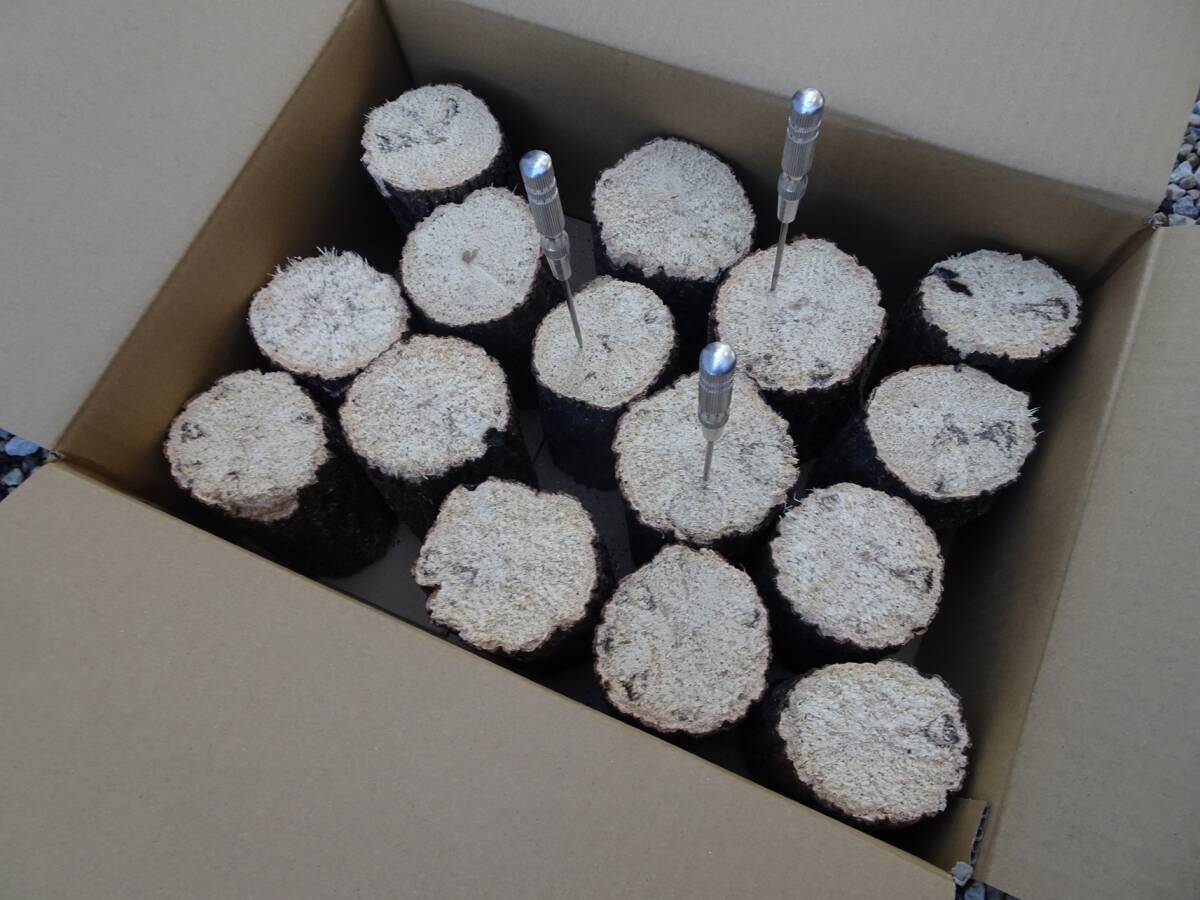 ## рогач производство яйцо для [..GS материал ]A~A* разряд лот ##G-STYLE