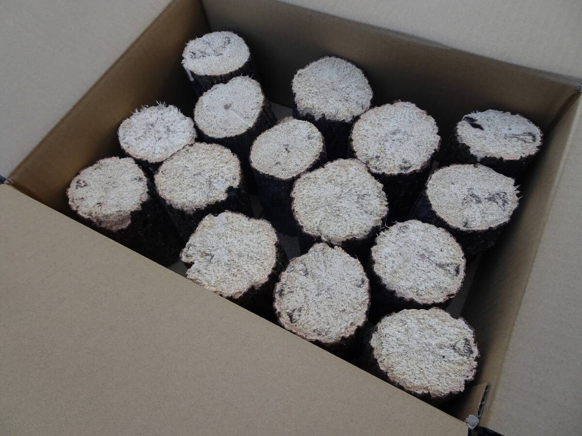 ## рогач производство яйцо для [..GS материал ]A~A* разряд лот ##G-STYLE