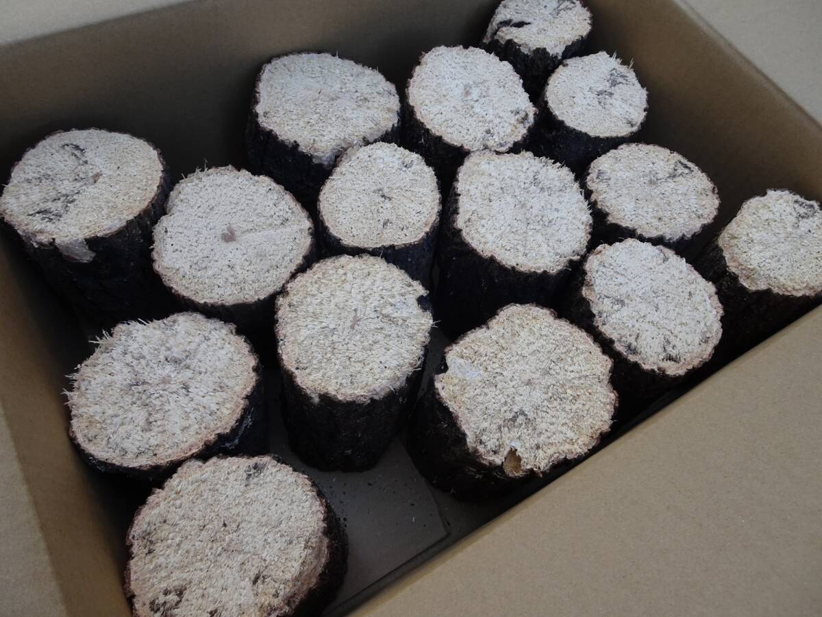 ## рогач производство яйцо для [..GS материал ]A~A* разряд лот ##G-STYLE