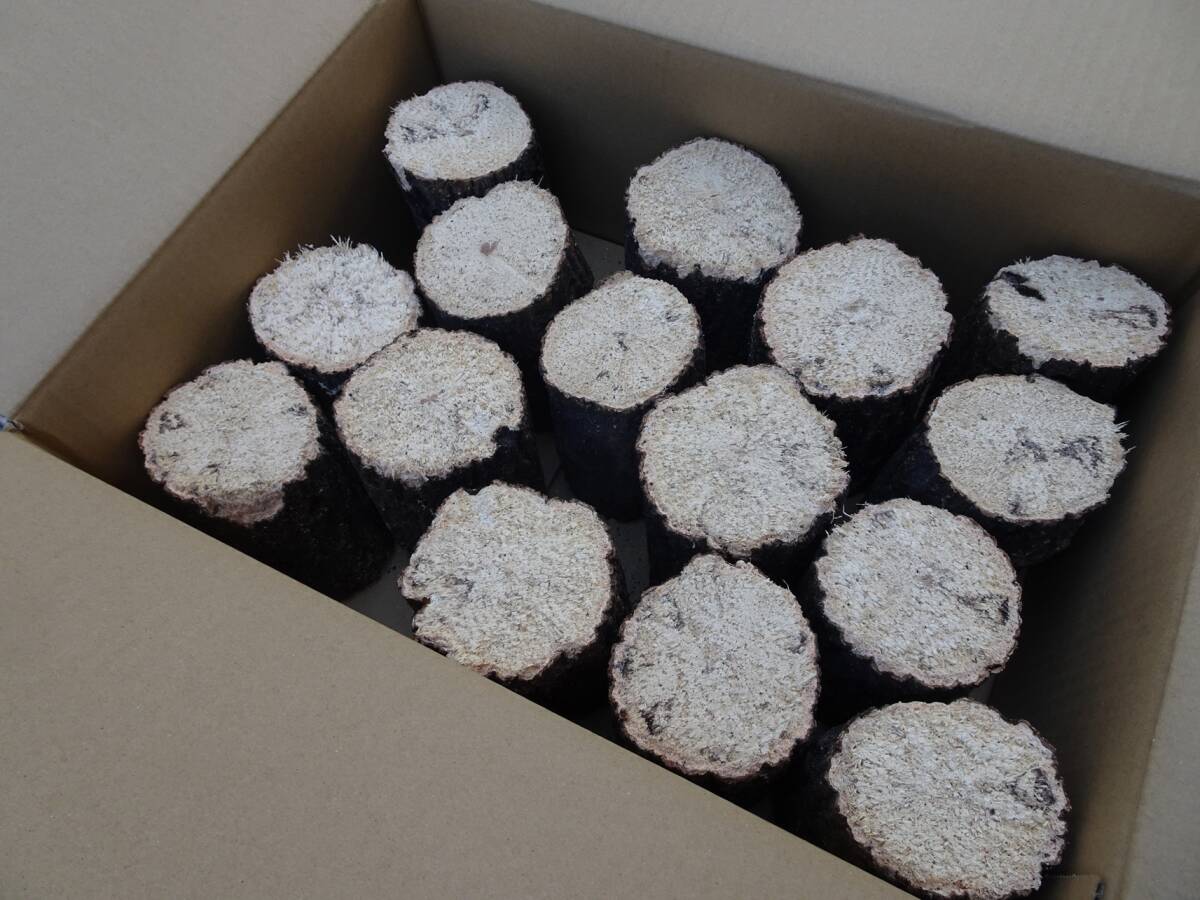 ## рогач производство яйцо для [..GS материал ]A~A* разряд лот ##G-STYLE