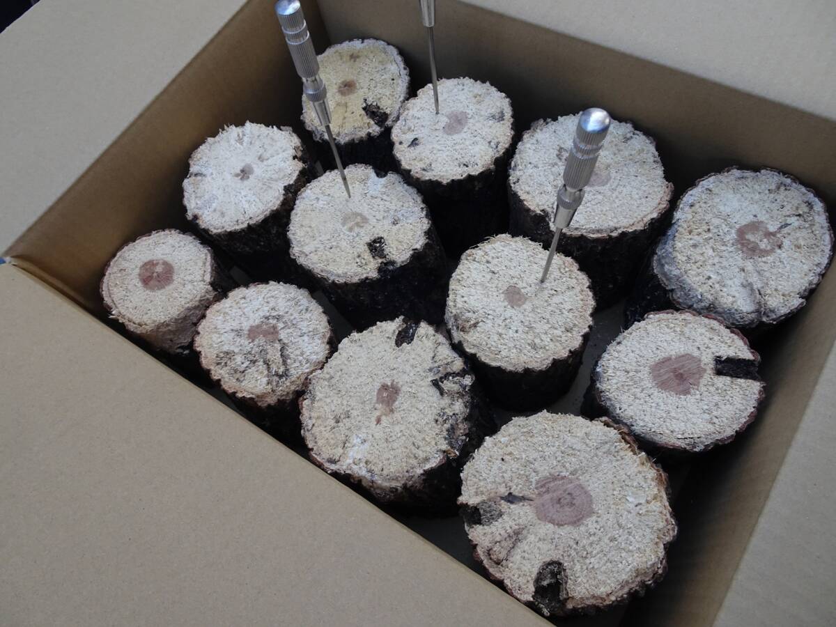 ## рогач производство яйцо для [..GS материал ]A*~ нестандартный разряд лот ##G-STYLE