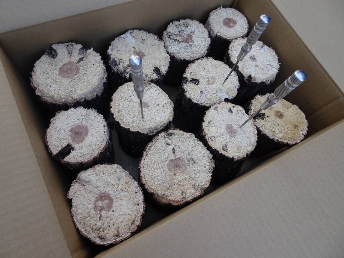 ## рогач производство яйцо для [..GS материал ]A*~ нестандартный разряд лот ##G-STYLE