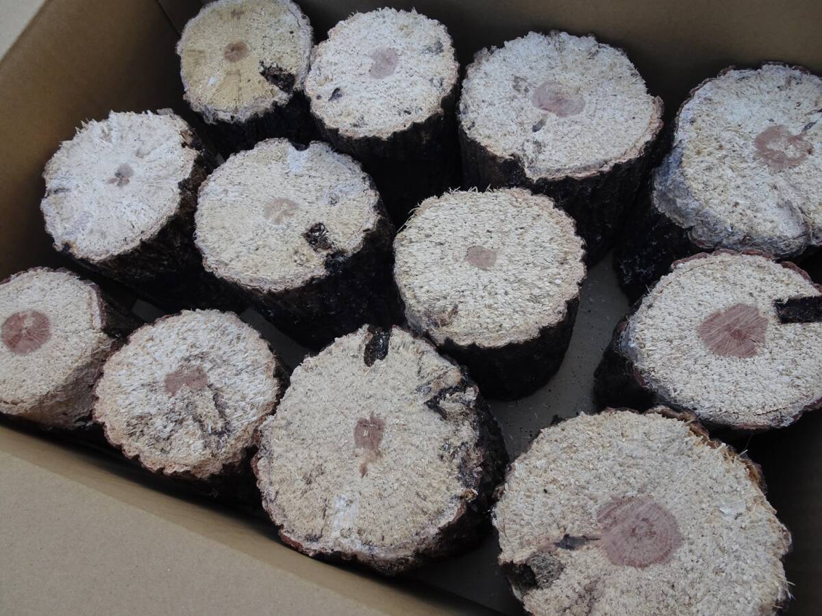 ## рогач производство яйцо для [..GS материал ]A*~ нестандартный разряд лот ##G-STYLE