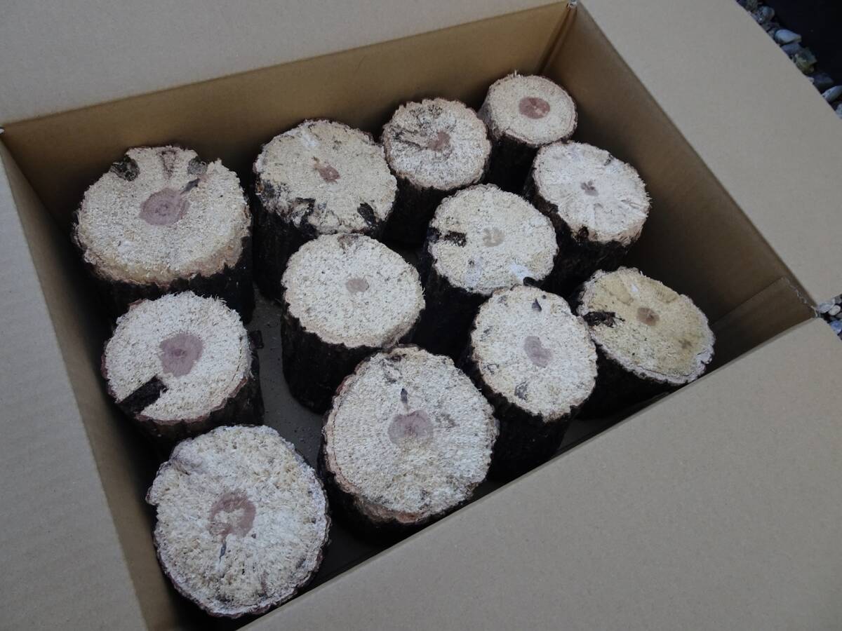 ## рогач производство яйцо для [..GS материал ]A*~ нестандартный разряд лот ##G-STYLE