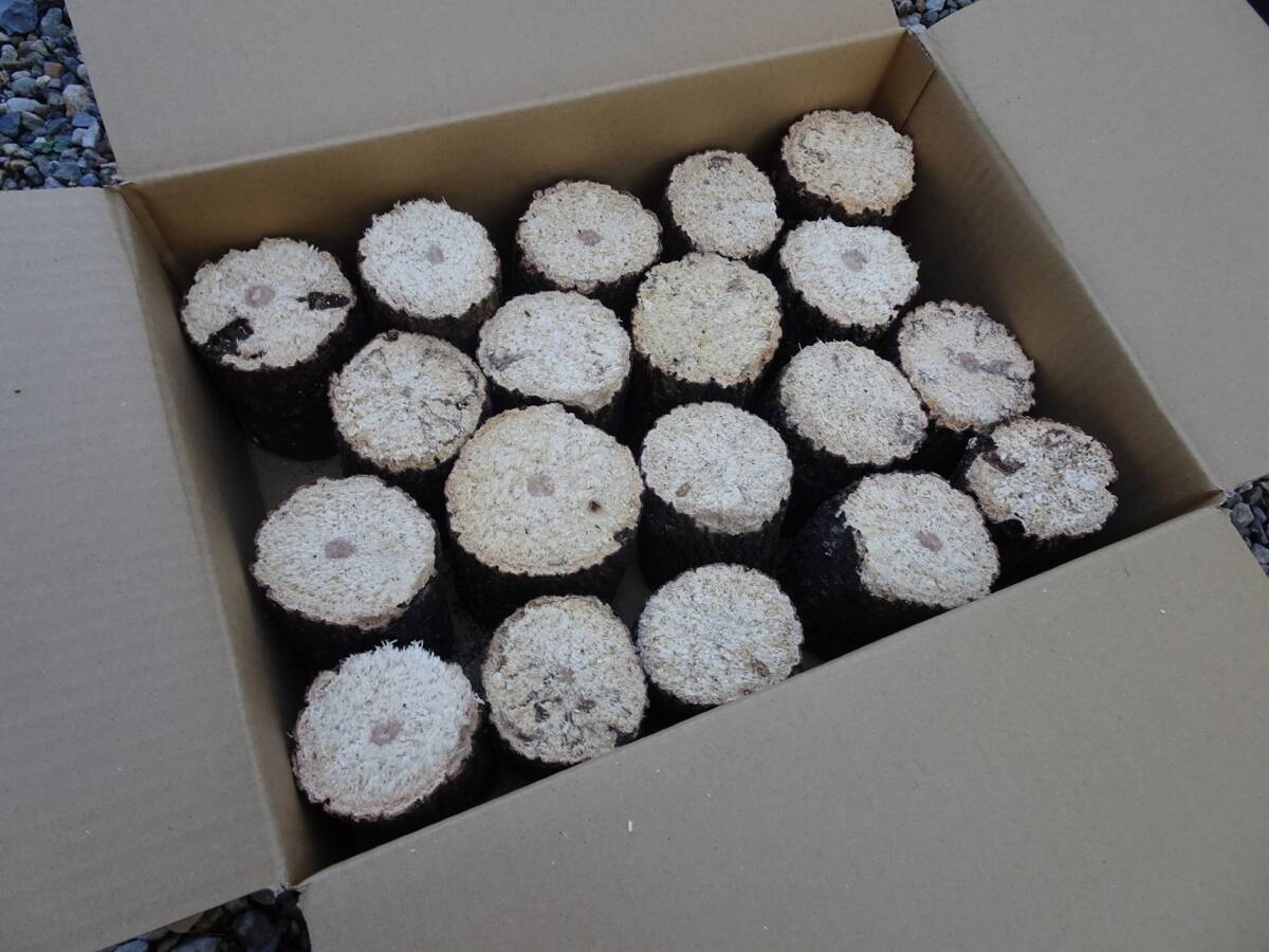 ## рогач производство яйцо для [..GS материал ]..S*~B разряд лот ##G-STYLE