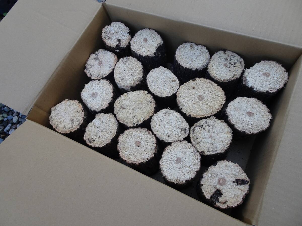 ## рогач производство яйцо для [..GS материал ]..S*~B разряд лот ##G-STYLE