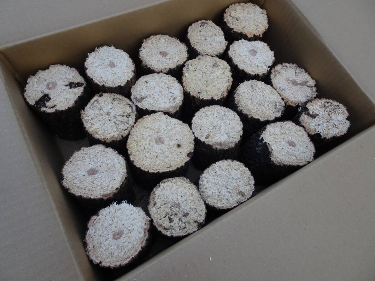 ## рогач производство яйцо для [..GS материал ]..S*~B разряд лот ##G-STYLE