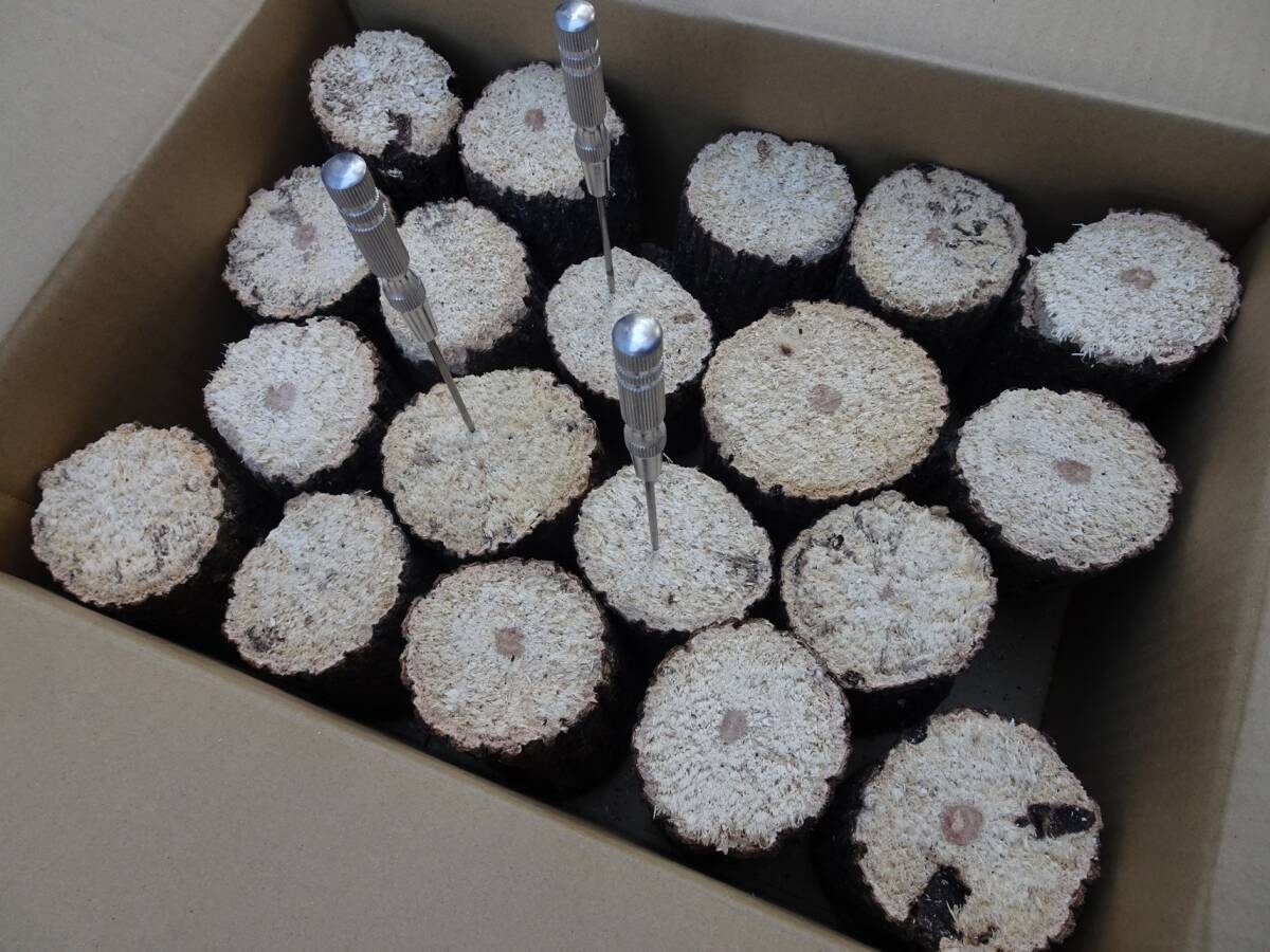 ## рогач производство яйцо для [..GS материал ]..S*~B разряд лот ##G-STYLE