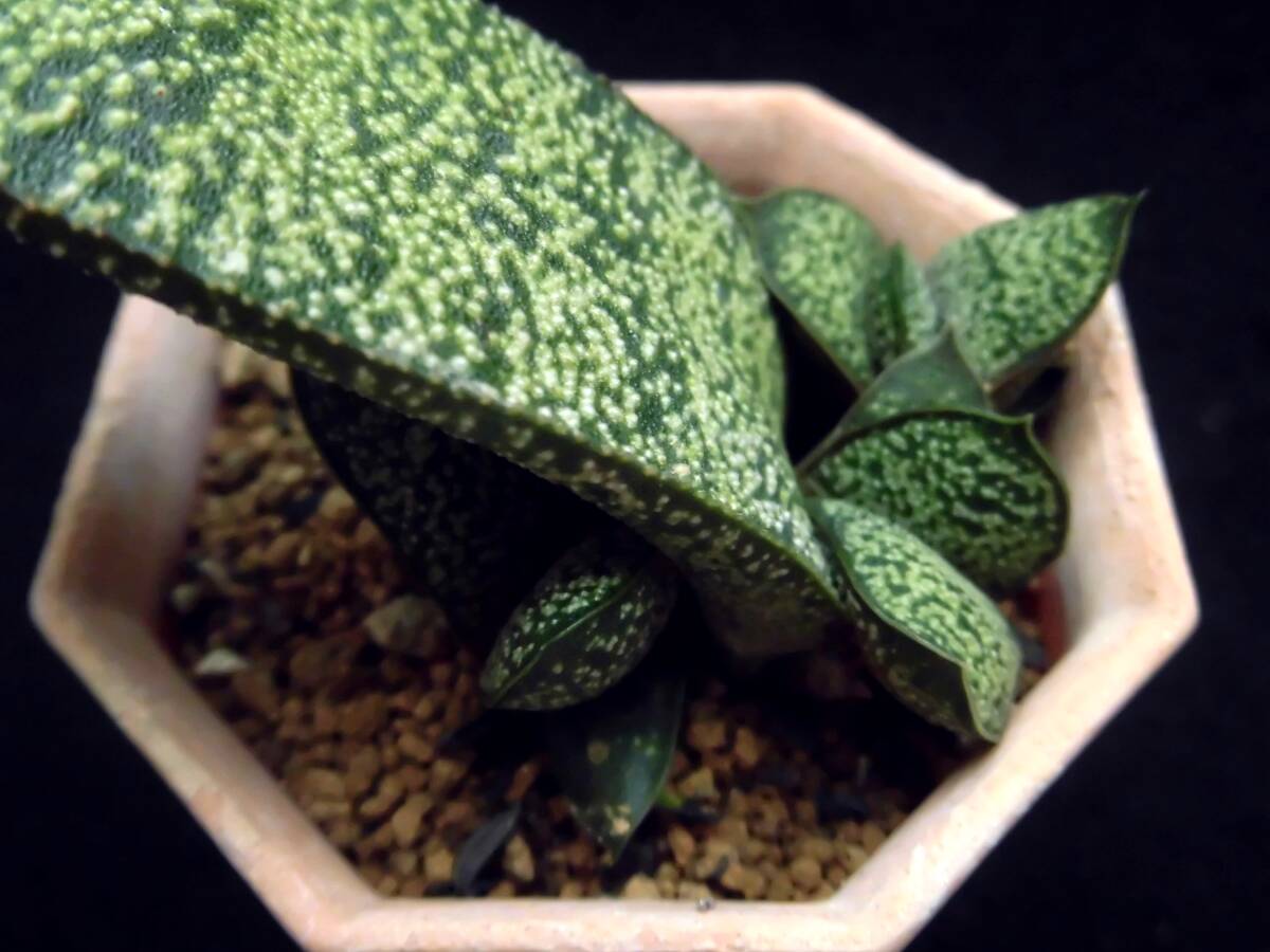 【春鶯囀 美紋様タイプ 葉挿し苗】ガステリア☆多肉植物☆サボテン_画像4