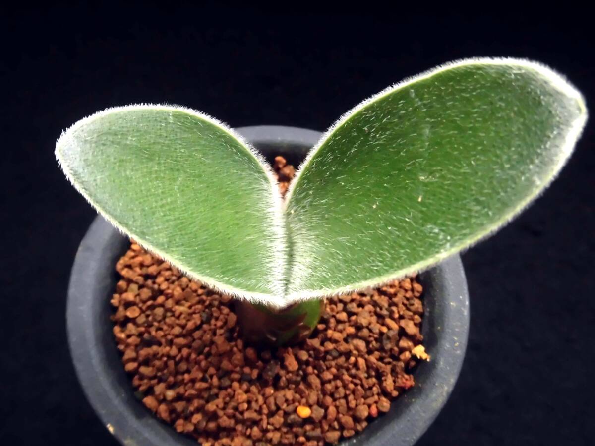 【ヒルスタス】ハエマンサス☆多肉植物☆サボテン_画像1