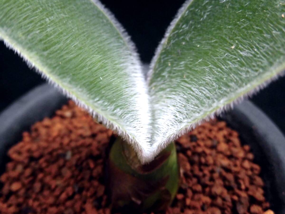 【ヒルスタス】ハエマンサス☆多肉植物☆サボテン_画像2