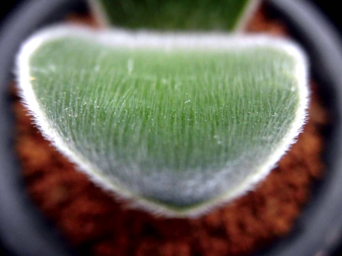 【ヒルスタス】ハエマンサス☆多肉植物☆サボテン_画像3