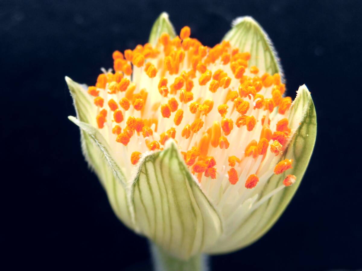 【ヒルスタス】ハエマンサス☆多肉植物☆サボテン_画像4