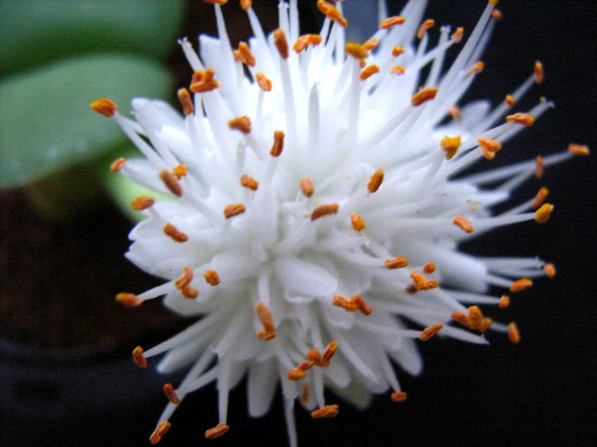 【ヒルスタス】ハエマンサス☆多肉植物☆サボテン_画像5