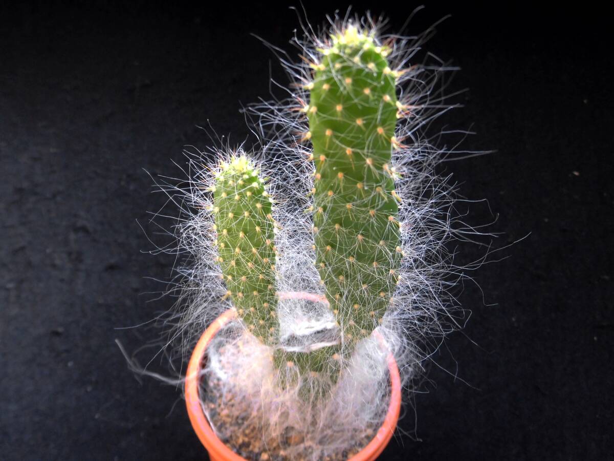  【orbiculata 白妙（しろたえ）】オプンチア☆多肉植物☆サボテン_画像3