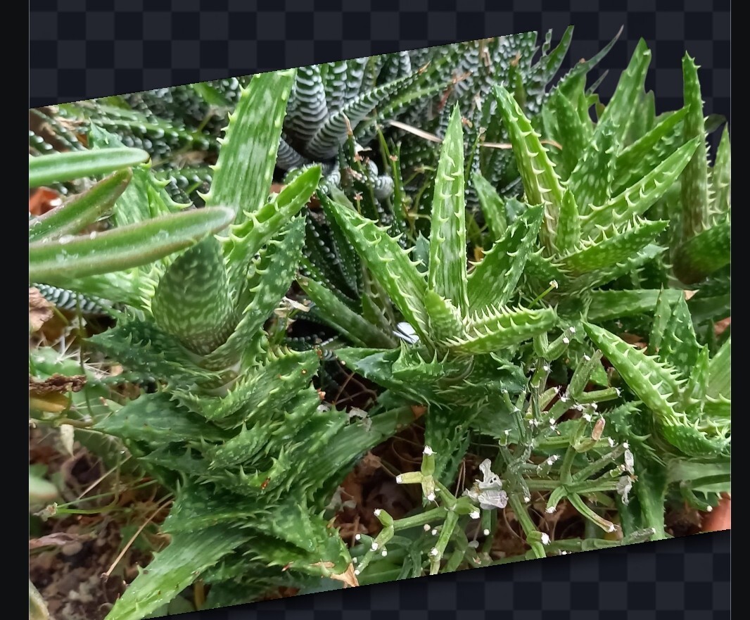 アロエ　翡翠殿（ひすいでん）先端5cmカット苗_画像1