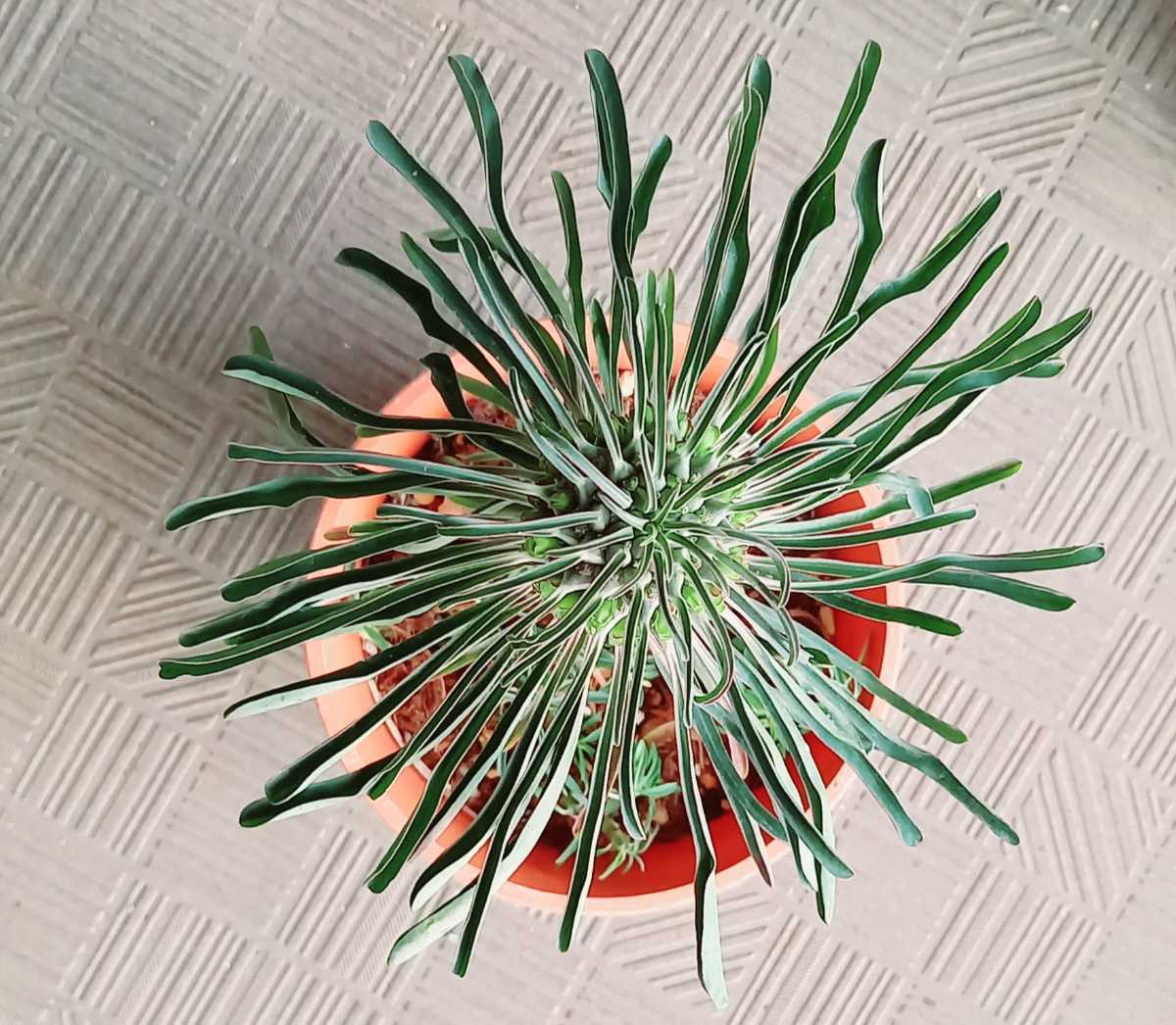 種1粒　逆鱗竜　　ユーフォルビア・クランディスティナ　　　植物同梱何点でも送料一律300円(第四種郵便_画像4