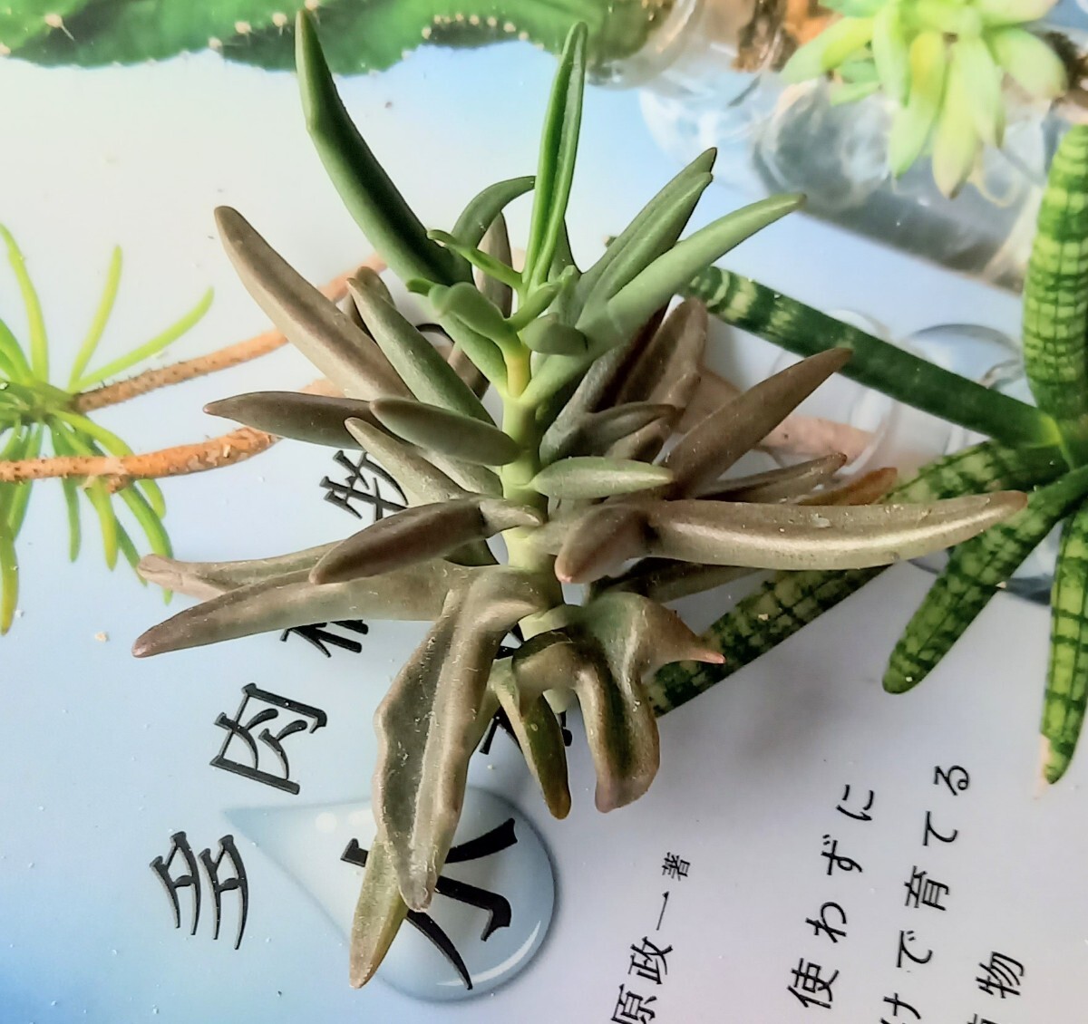 （鹿の角）カランコエ・シンセパラ デセプタ　カット苗_画像4