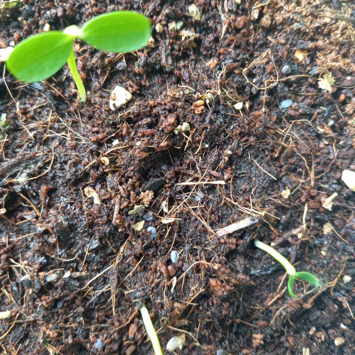 種1粒　逆鱗竜　　ユーフォルビア・クランディスティナ　　　植物同梱何点でも送料一律300円(第四種郵便_画像7