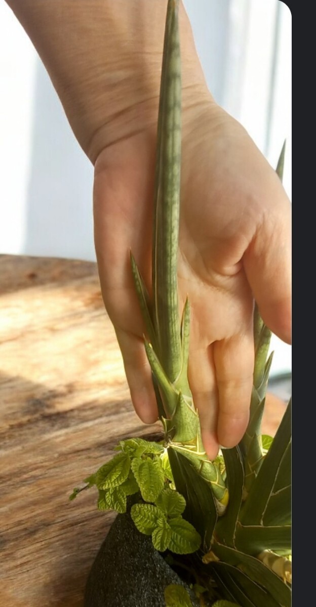 観葉植物　サンスベリア・ケニア　カット苗　25cm_画像5