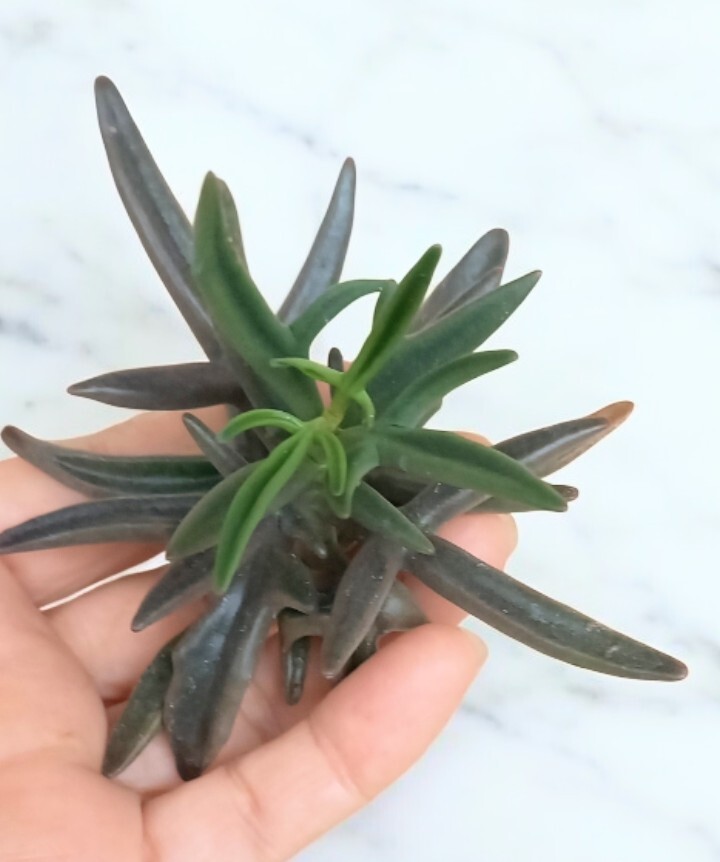 （鹿の角）カランコエ・シンセパラ デセプタ　カット苗_画像3