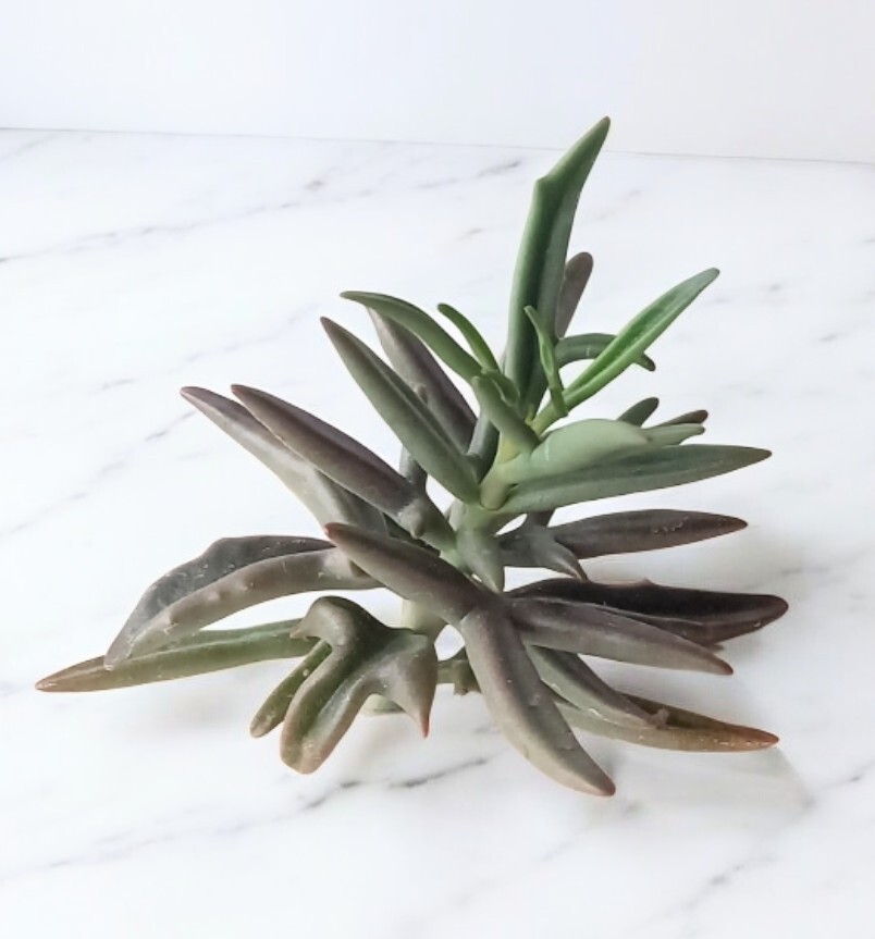 （鹿の角）カランコエ・シンセパラ デセプタ　カット苗_画像2