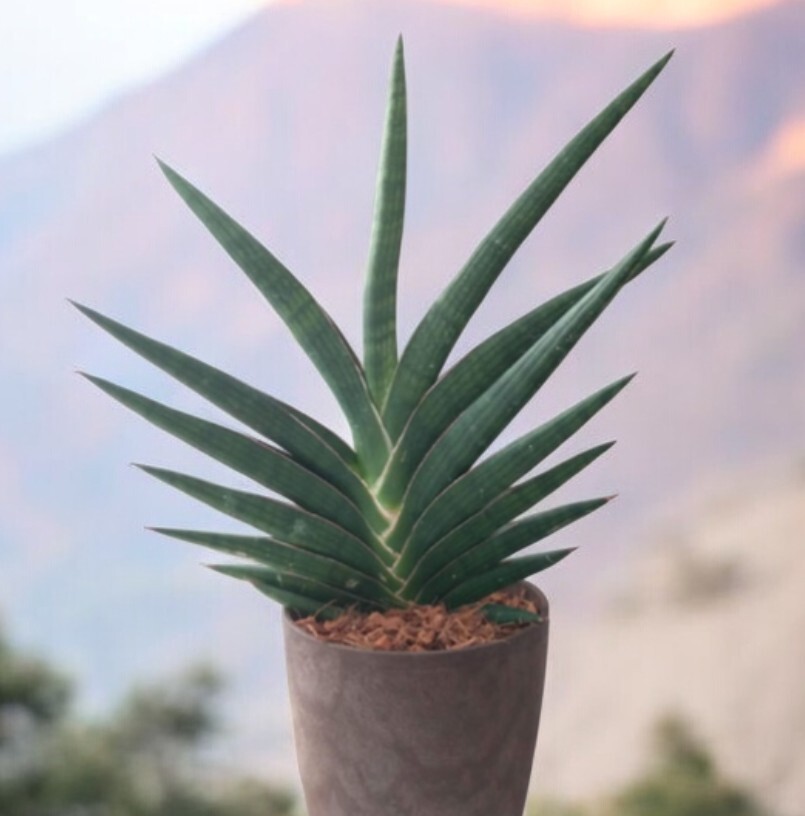 観葉植物　サンスベリア・ケニア　カット苗　25cm_画像1