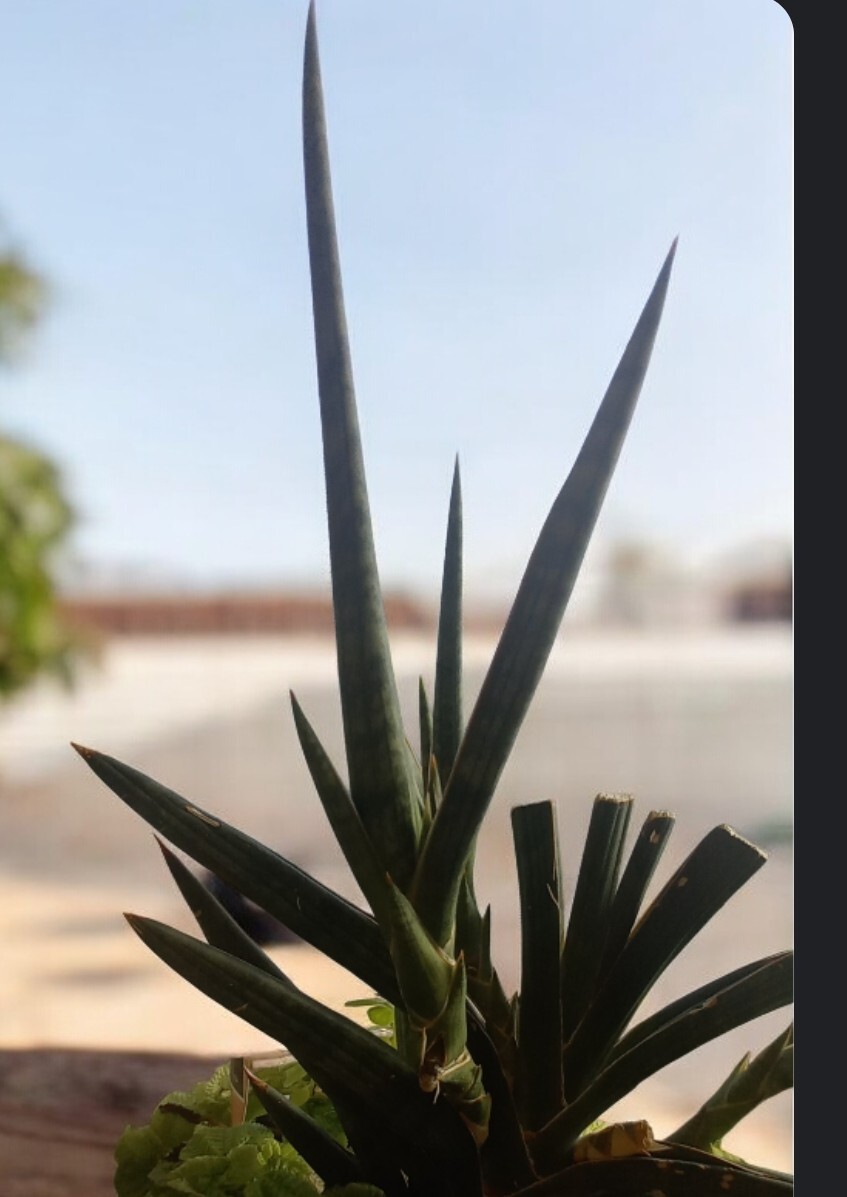 観葉植物　サンスベリア・ケニア　カット苗　25cm_画像2