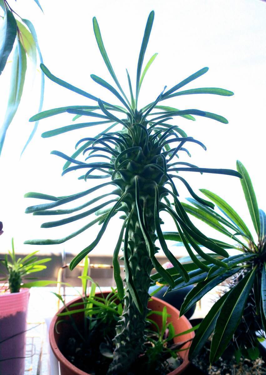 種1粒　逆鱗竜　　ユーフォルビア・クランディスティナ　　　植物同梱何点でも送料一律300円(第四種郵便_画像1